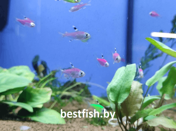 Пристелла GloFish Pristella maxillaris