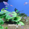 Пристелла GloFish Pristella maxillaris