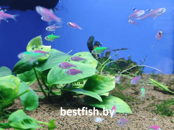 Пристелла GloFish Pristella maxillaris