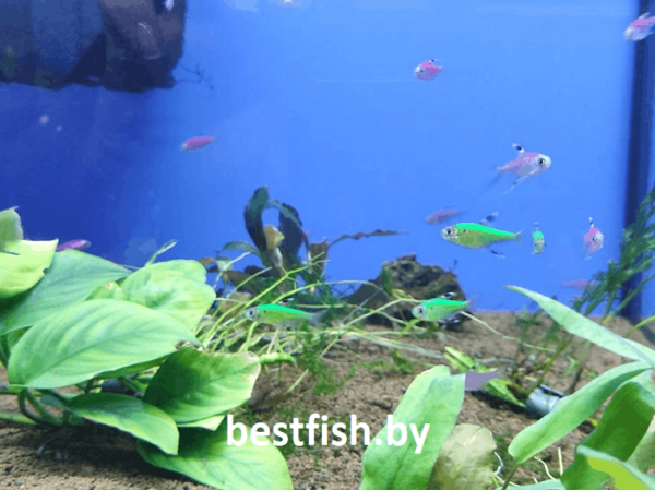 Пристелла GloFish Pristella maxillaris