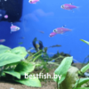 Пристелла GloFish Pristella maxillaris