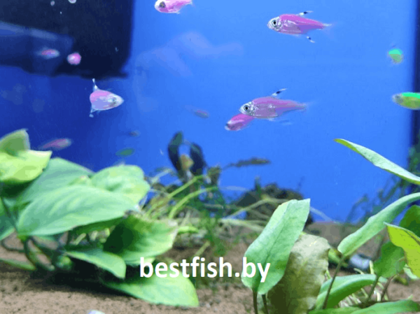 Пристелла GloFish Pristella maxillaris