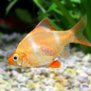 Барбус кольти Barbus tetrazona