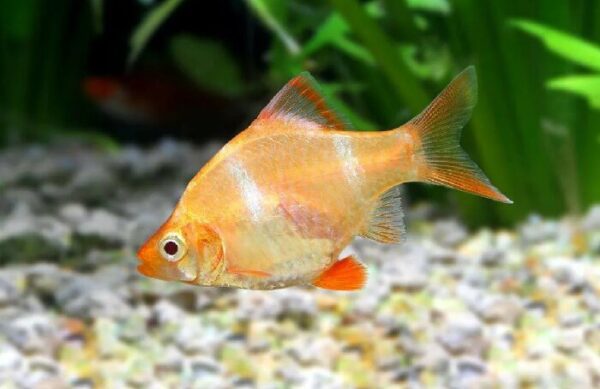 Барбус кольти Barbus tetrazona