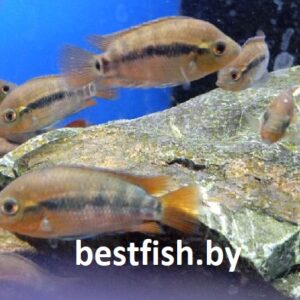 Цихлазома мультиспиноза Herotilapia multispinos