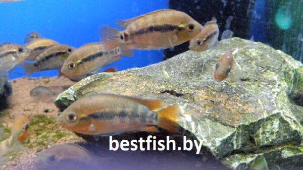 Цихлазома мультиспиноза Herotilapia multispinos