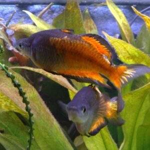 Радужница Паркинсона Melanotaenia parkinsoni