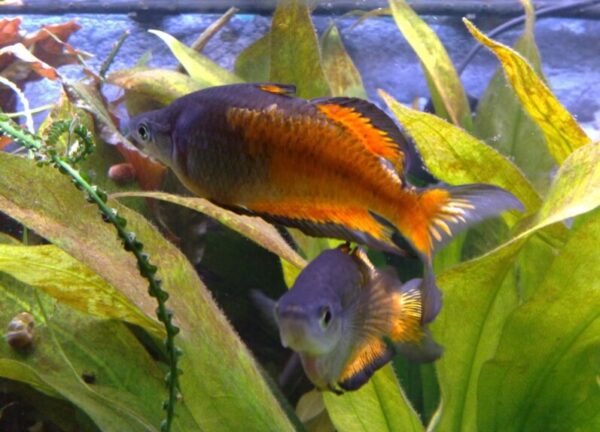 Радужница Паркинсона Melanotaenia parkinsoni