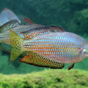 Радужница вишнёвая Melanotaenia splendida inornata