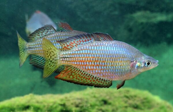 Радужница вишнёвая Melanotaenia splendida inornata