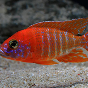 Аулонокара Ред Рубин Aulonocara sp. Red Rubin