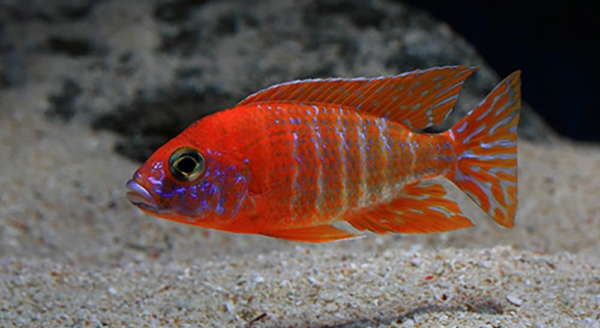 Аулонокара Ред Рубин Aulonocara sp. Red Rubin