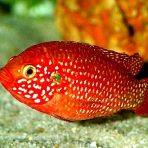 Хемихромис лифалили Hemichromis lifalili / Rubricatochromis lifalili