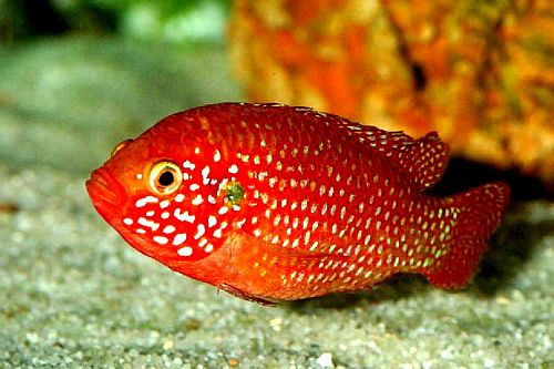 Хемихромис лифалили Hemichromis lifalili / Rubricatochromis lifalili