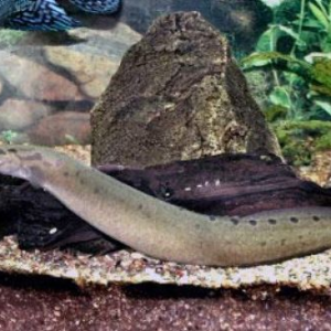 Макрогнатус сиамский Macrognathus siamensis