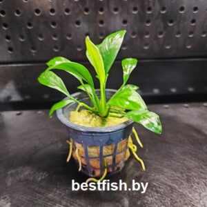 Анубиас конгенсис Anubias congensis