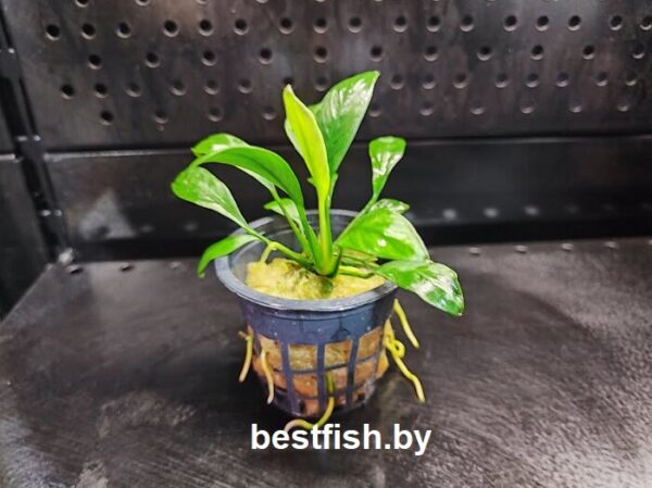 Анубиас конгенсис Anubias congensis
