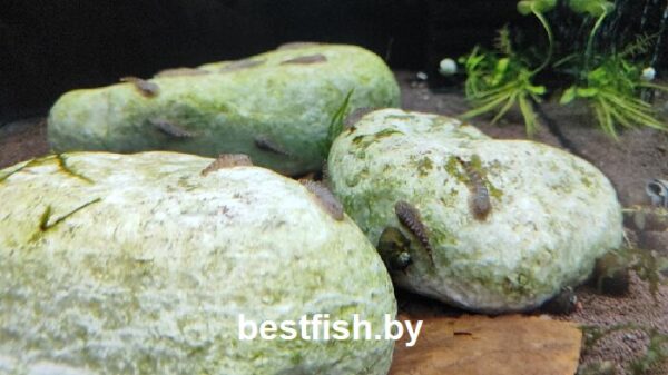 Гастромизон оцеллятус Gastromyzon ocellatus