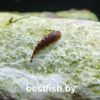 Гастромизон оцеллятус Gastromyzon ocellatus