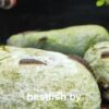 Гастромизон оцеллятус Gastromyzon ocellatus