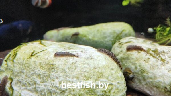 Гастромизон оцеллятус Gastromyzon ocellatus