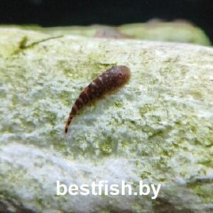 Гастромизон оцеллятус Gastromyzon ocellatus