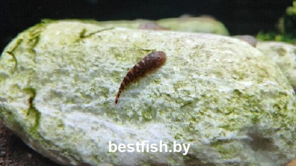 Гастромизон оцеллятус Gastromyzon ocellatus