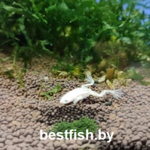 Карликовая золотая лягушка Hymenochirus boettgeri