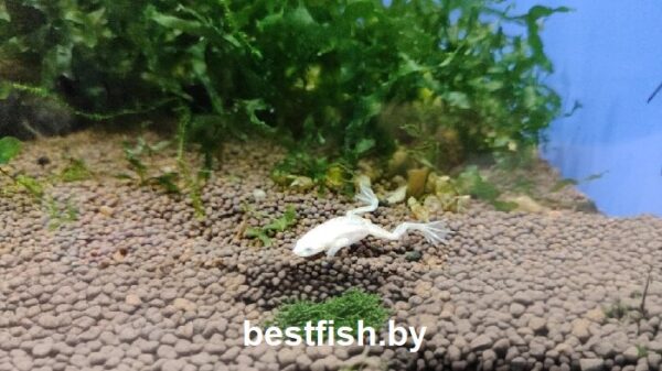 Карликовая золотая лягушка Hymenochirus boettgeri